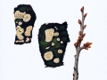 Basidioradulum radula (Fr.: Fr.) Nobles , Reibeisen-Rindenpilz