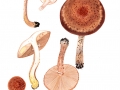 Armillaria ostoyae (Romagn.) Herink ,  Gemeiner Hallimasch , NPH