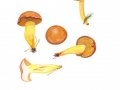 Chalciporus piperatus (Bull.: Fr.) Bataille , Pfeffer-Röhrling