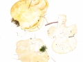 Climacocystis borealis (Fr.) Kotl. & Pouz. , Nördlicher Schwammporling, Nordischer Porling