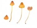 Conocybe singeriana Hauskn. , Großes Mist-Samthäubchen