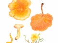 Hygrophoropsis aurantiaca (Wulfen: Fr.) Maire , Falscher Pfifferling