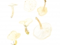 Hygrophoropsis fuscosquamulata Ort. , Blasser Afterleistling ,  NPH