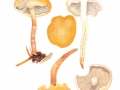 Hypholoma capnoides (Fr.: Fr.) Kumm. , Rauchblättriger Schwefelkopf
