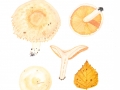 Lactarius pubescens Fr. , Flaumiger Birken-Milchling