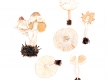 Lepiota cristata (Bolton: Fr.) Kumm. , Stink-Schirmling