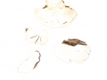 Oligoporus stipticus (Pers.) Gilb. & Ryvarden , Bitterer Saftporling