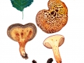 Paxillus rubicundulus P.D. Orton , Erlen-Krempling , NPH