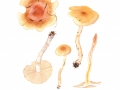 Pholiota spumosa (Fr.: Fr.) Sing. , Nadelholz-Schüppling