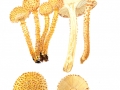 Pholiota squarrosa (Vahl: Fr.) Kumm. , Sparriger Schüppling