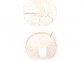 Pleurotus dryinus (Pers.: Fr.) Kumm. , Berindeter Seitling
