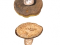 Porphyrellus porphyrosporus (Fr.) E.J. Gilb. , Düsterer Röhrling , NPH