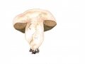 Porphyrellus porphyrosporus (Fr.) E.J. Gilb. , Düsterer Röhrling ,  2, NPH