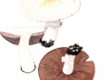 Agaricus arvensis  Schaeff.: Fr. , Weißer Anis-Egerling, Schaf-Champignon