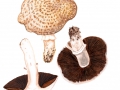 Agaricus bisporus (J.E.Lange) Imbach var. bisporus , Zucht-Champignon, Zweisporiger Egerling