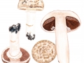 Agaricus subperonatus (J.E.Lange) Sing. , Gegürtelter Egerling