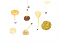 Agrocybe pediades (Fr.) Fayod , Halbkugeliger Ackerling, Hohlstieliger Ackerling, Trockener Ackerling