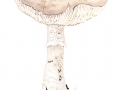 Amanita ovoidea (Bull.: Fr.) Quél., Echter Eier-Wulstling