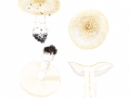 Amanita pantherina (DC.: Fr.) Krombh. var, pantherina , Pantherpilz, Panther-Wulstling