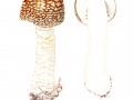 Amanita regalis  (Fr.) Michael , Brauner Fliegenpilz, Königs-Fliegenpilz
