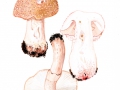 Amanita rubescens (Pers.) Fr. var. rubescens , Perlpilz, Rötender Wulstling