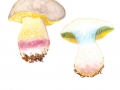 Butyriboletus fechtneri  (Velen.) D.Arora & J.L.Frank , Silber-Röhrling, Sommer-Röhrling