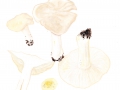 Calocybe gambosa (Fr.: Fr.) Donk , Maipilz, Mai-Ritterling