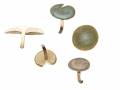 Calocybe obscurissima (A.Pearson) M.M.Moser , Dunkler Schönkopf