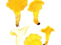 Cantharellus ferruginascens P.D.Ort. , Olivgelber Rostfleck-Pfifferling