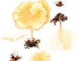 Infundibulicybe costata (Kühner & Romagn.) Harmaja , Kerbrandiger Trichterling