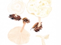 Clitocybe phyllophila (Pers.: Fr.) Kumm. , Bleiweßer Trichterling