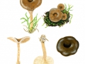 Clitocybe strigosa Harmaja , Striegeliger Trichterling