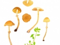 Conocybe aporos (Fr.) Sing. , Frühlings-Glockenschüppling, Frühlings-Samthäubchen