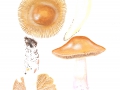 Cortinarius (Myx.) elatior Fr. , Langstieliger Schleimfuß , Honig-Schleimfuß2