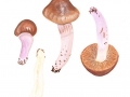 Cortinarius (Myx.) elatior Fr. , Langstieliger Schleimfuß , Honig-Schleimfuß