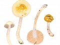 Cortinarius (Myx.) stillatitius Fr. , Runzeliggeriefter Schleimfuß, Lilastieliger Schleimfuß, Honig-Schleimfuß