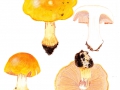 Cortinarius (Phleg.) caesiocortinatus Jul.Schäff. agg. , Rundsporiger Klumpfuß