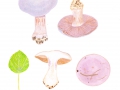 Cortinarius (Phleg.) caesiocyanescens  M.M.Moser , Violettgrauer Klumpfuß