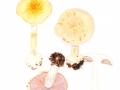 Cortinarius (Phleg.) catharinae Consiglio , Starkreagierender Amethyst-Klumpfuß