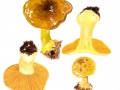 Cortinarius (Phleg.) citrinus J.E.Lange ex P.D.Orton , Grünlings-Klumpfuß