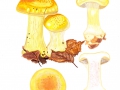 Cortinarius (Phleg.) elegantissimus Hry. , Prächtiger Klumpfuß