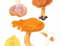 Cortinarius (Phleg.) glaucopus (Schaeff.: Fr.) Gray , Reihiger Klumpfuß, Knollenloser Klumpfuß, Braunvioletter Dickfuß