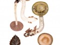 Cortinarius (Phleg.) infractus(Pers.: Fr.) Fr. agg. , Bitterer Schleimkopf