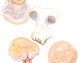 Cortinarius (Phleg.) mairei (Mos.) Mos. , Riechender Klumpfuß 1
