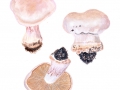 Cortinarius (Phleg.) mairei (Mos.) Mos. , Riechender Klumpfuß 2