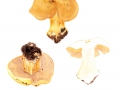 Cortinarius (Phleg.) multiformis Fr. agg. , Vielgestaltiger Schleimkopf, Sägeblättriger Klumpfuß
