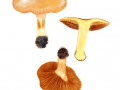 Cortinarius (Phleg.) nanceiensis var. bulbopodius Chevassut & Hry., Gelbflockiger Schleimkopf