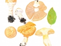 Cortinarius (Phleg.) pseudovulpinus Hry. & Ramm , Fuchsiger Schleimkopf, Gilbender Hainbuchen-Schleimkopf