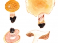 Cortinarius (Phleg.) rickenianus  (Hry.: Hry.) Bidaud, Moenne-Loc. & Reumaux , Hecken-Klumpfuß, Ricken'scher Klumpfußr