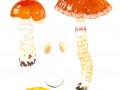 Cortinarius (Phleg.) vulpinus (Velen.) Hry. , Fuchsigbrauner Schleimkopf , Gilbender Fuchs-Seidenkopf